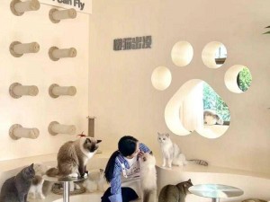 网红撸猫馆探秘：乐趣无穷的猫咖新体验