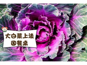 粉红大白菜法国最忌讳高温高湿的环境