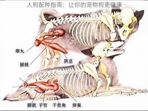 人狗配种指南：让你的宠物狗更健康