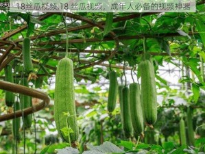 18丝瓜视频,18 丝瓜视频，成年人必备的视频神器