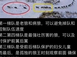 艾尔登法环召唤狼群秘术：掌握召唤狼群的实用方法与技巧解析