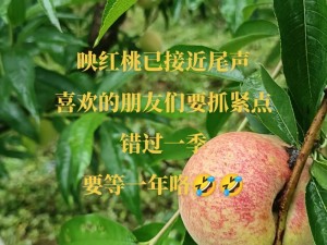 红桃成人mv高清_红桃成人 mv 高清视频，精彩内容不容错过