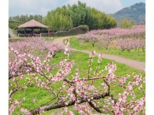 江湖秘境探索：探寻桃花林入口之奥秘