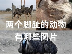 卧虎藏龙之动物世界：探寻神秘生物的奥秘