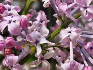 丁香花免费高清完整在线观看 丁香花免费高清完整在线观看，无需注册，点击即播