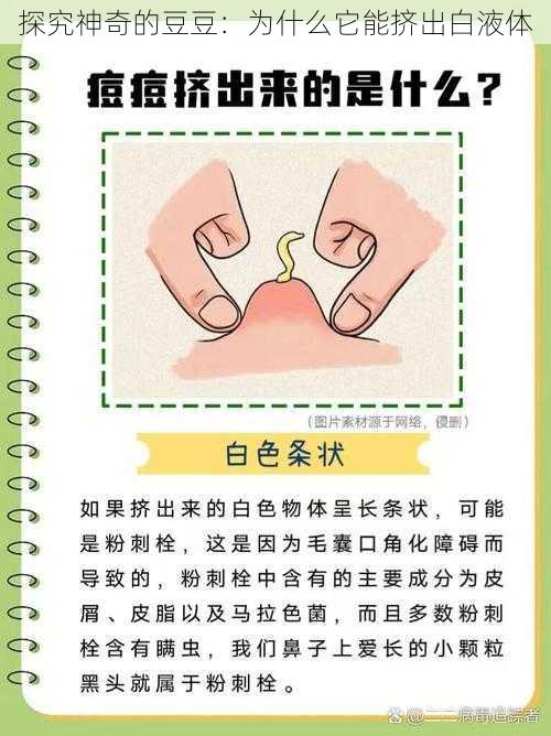 探究神奇的豆豆：为什么它能挤出白液体