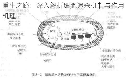 重生之路：深入解析细胞追杀机制与作用机理