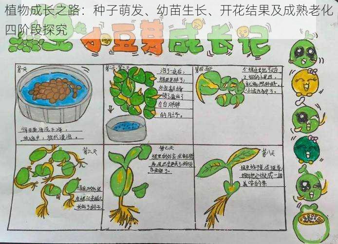 植物成长之路：种子萌发、幼苗生长、开花结果及成熟老化四阶段探究