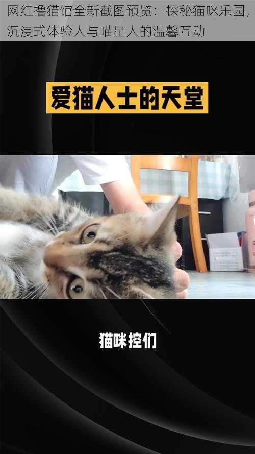 网红撸猫馆全新截图预览：探秘猫咪乐园，沉浸式体验人与喵星人的温馨互动