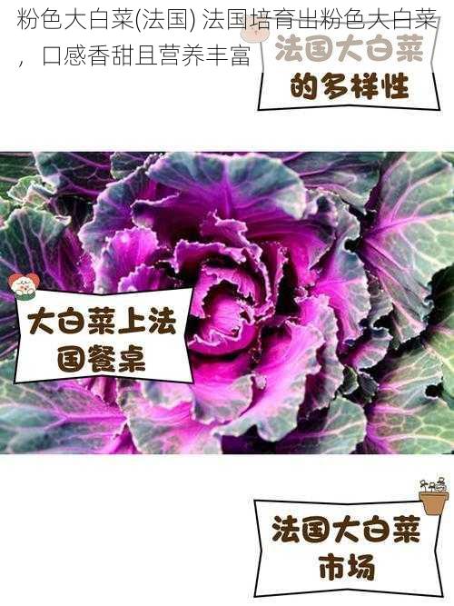 粉色大白菜(法国) 法国培育出粉色大白菜，口感香甜且营养丰富