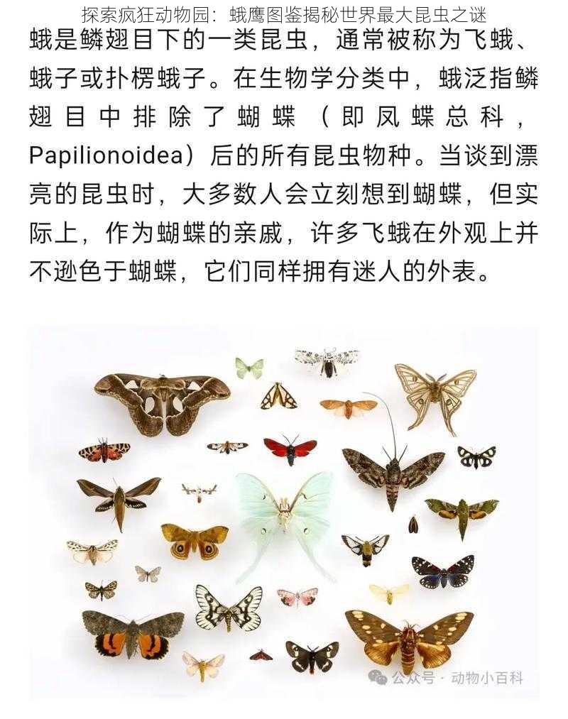 探索疯狂动物园：蛾鹰图鉴揭秘世界最大昆虫之谜