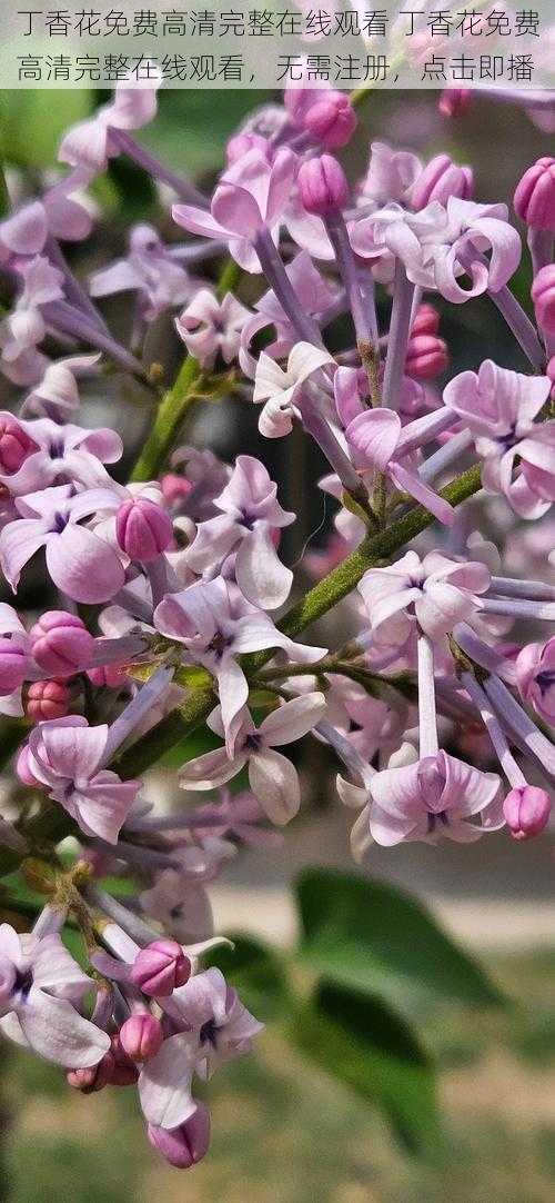 丁香花免费高清完整在线观看 丁香花免费高清完整在线观看，无需注册，点击即播