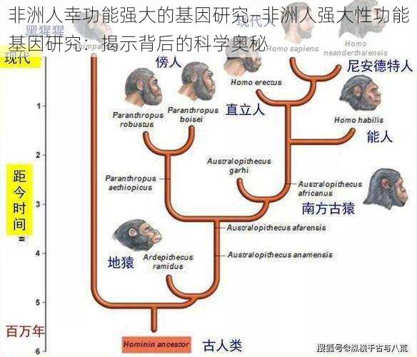 非洲人幸功能强大的基因研究—非洲人强大性功能基因研究：揭示背后的科学奥秘