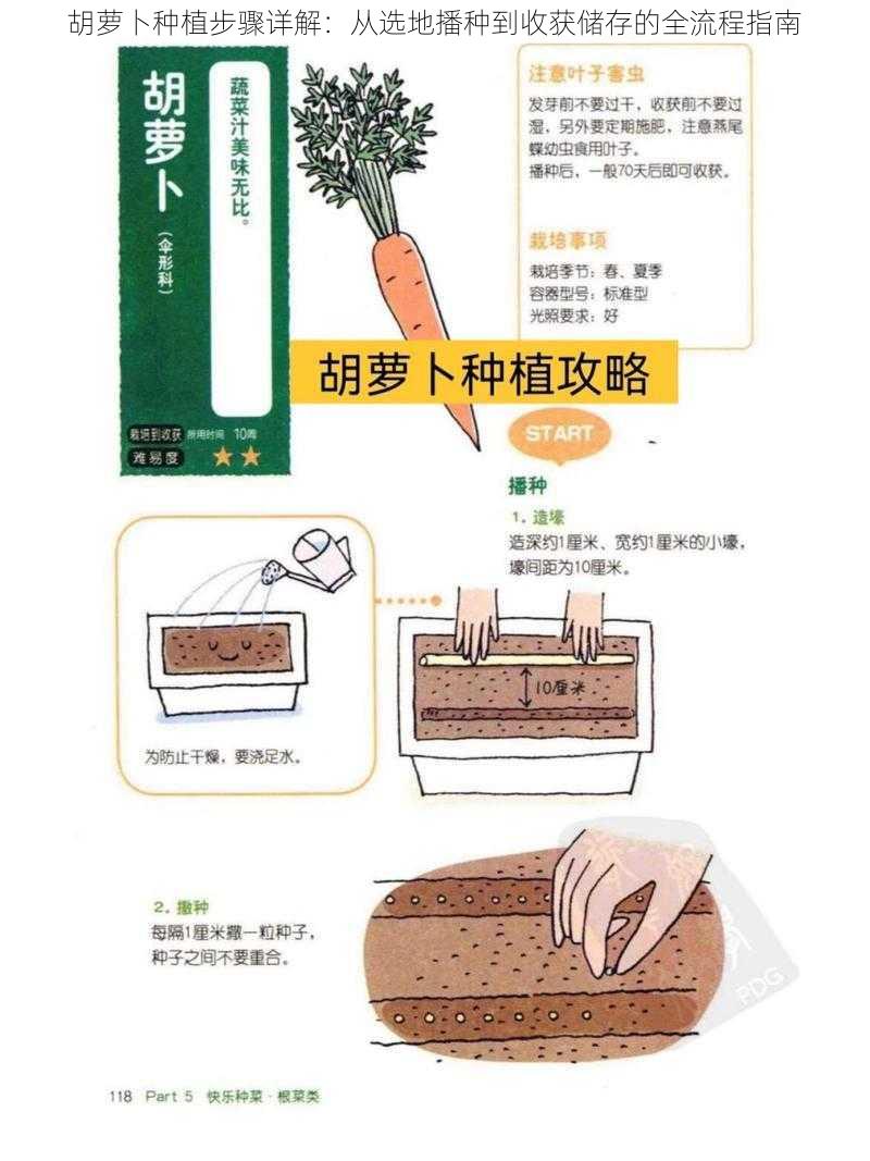 胡萝卜种植步骤详解：从选地播种到收获储存的全流程指南